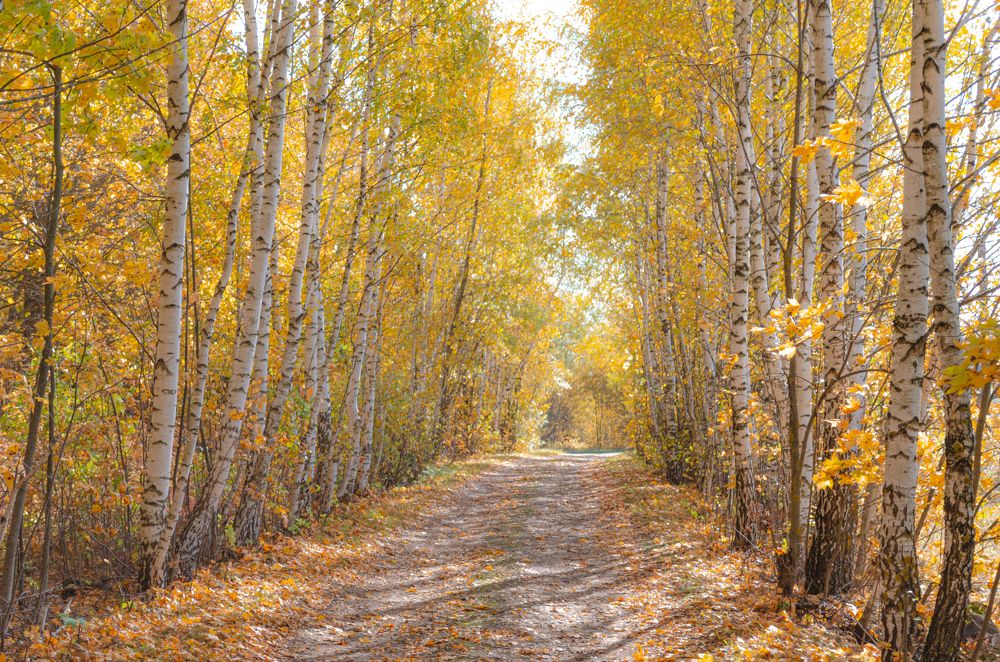 Photograph by Дмитрий Граждан