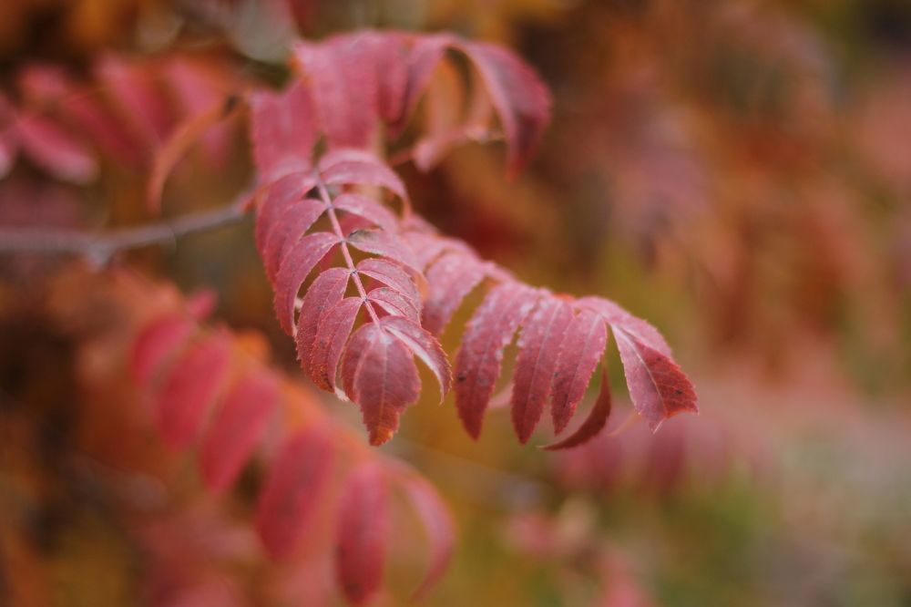 Photograph by Елена Шихалева