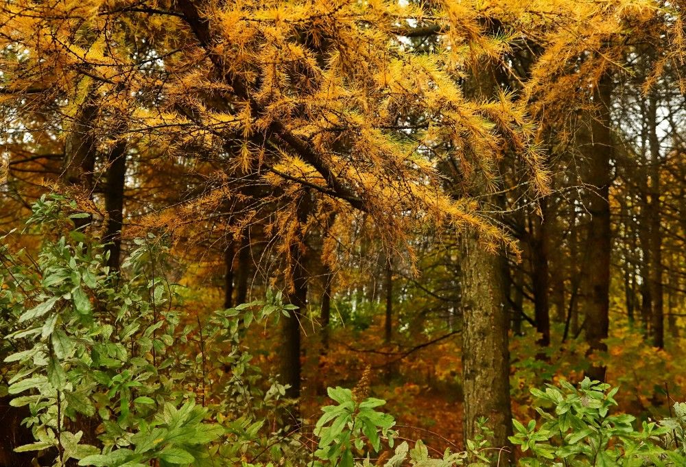 Photograph by Лада Денисова