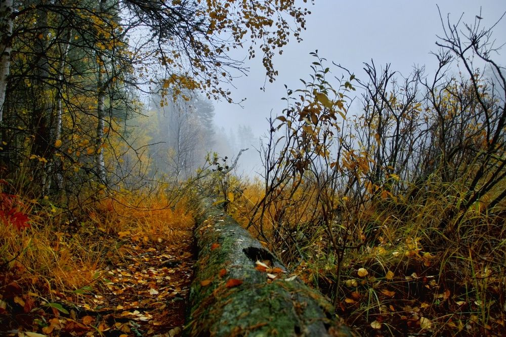 Photograph by Вячеслав Ригачин