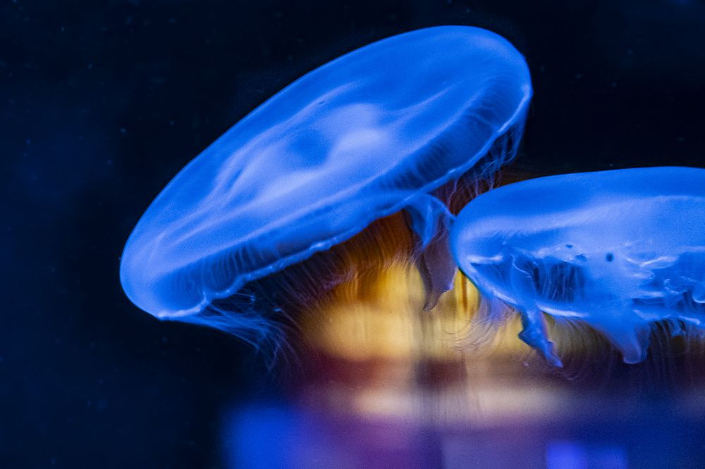 Photograph by Manuel J. Domínguez Jiménez