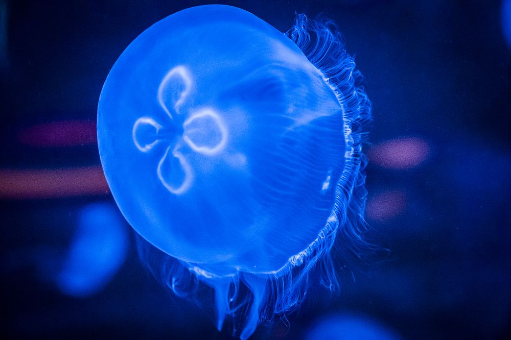 Photograph by Manuel J. Domínguez Jiménez