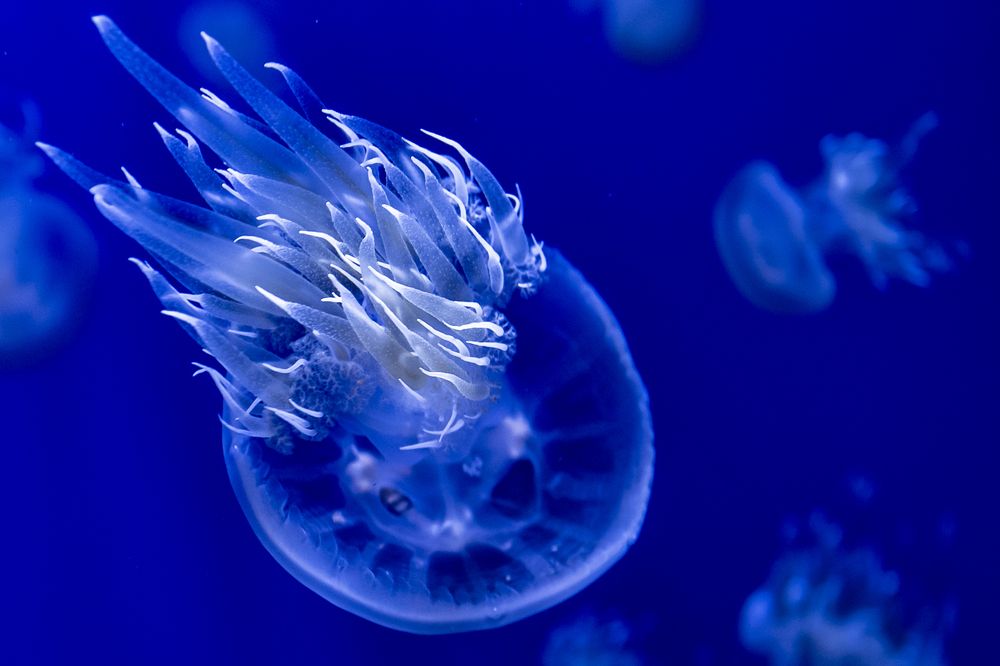 Photograph by Manuel J. Domínguez Jiménez