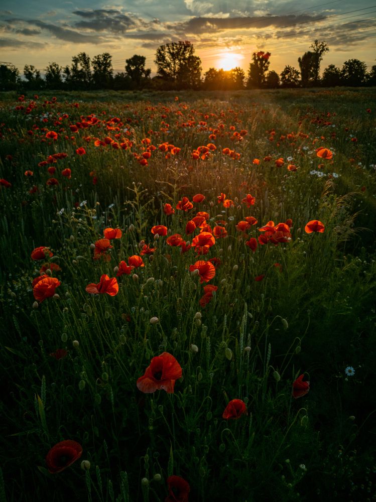 Photograph by Irina Tischer