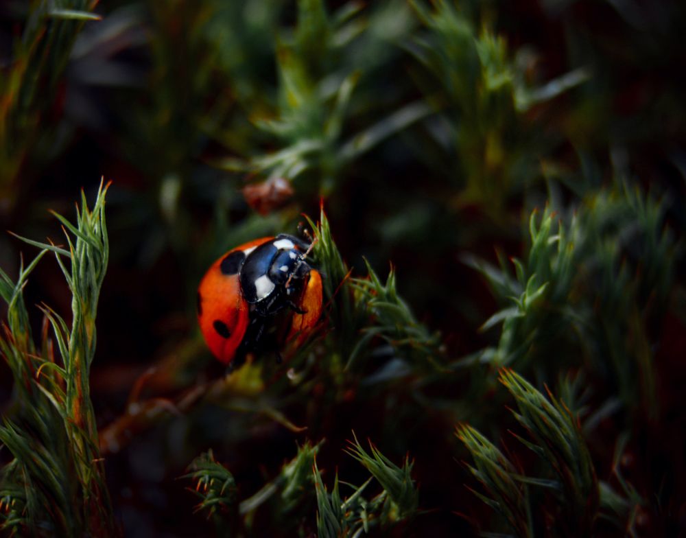 Photograph by Светлана Перминова