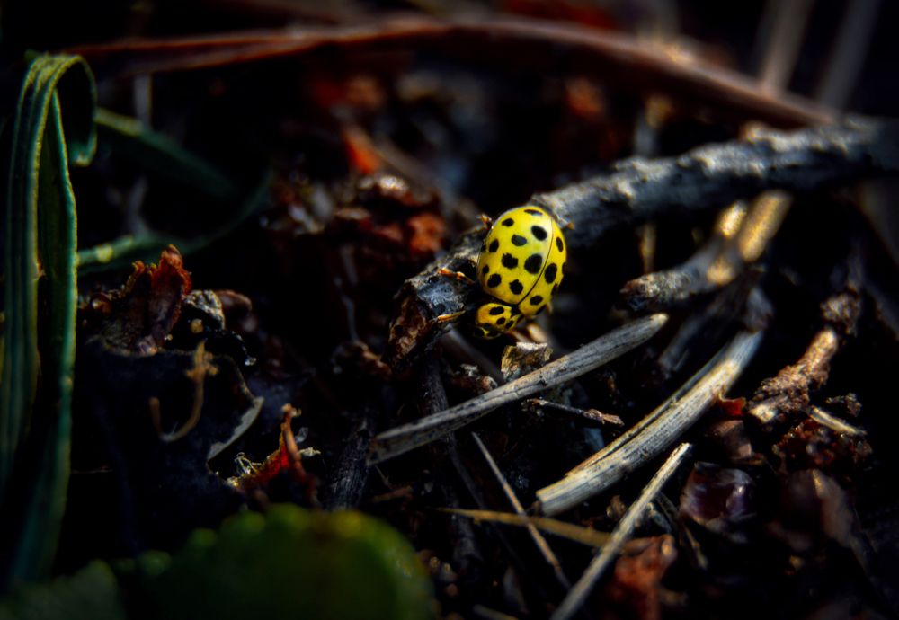 Photograph by Светлана Перминова