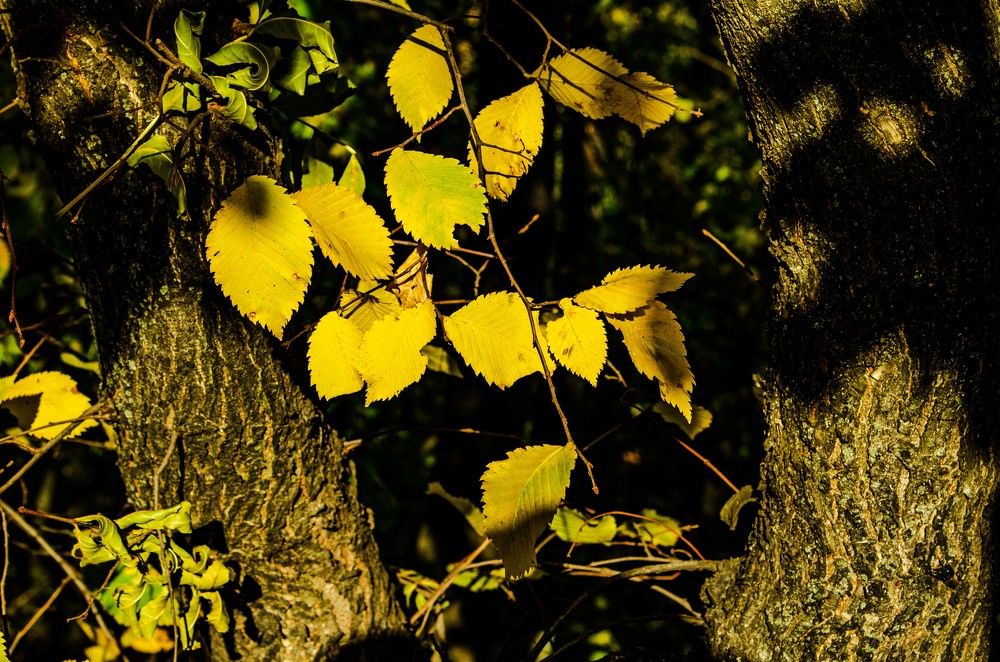 Photograph by Владимир Брызгунов