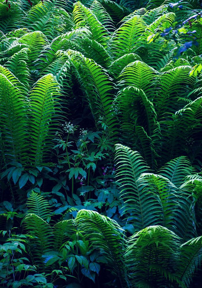 Фотография автора Cornelia Ghergut