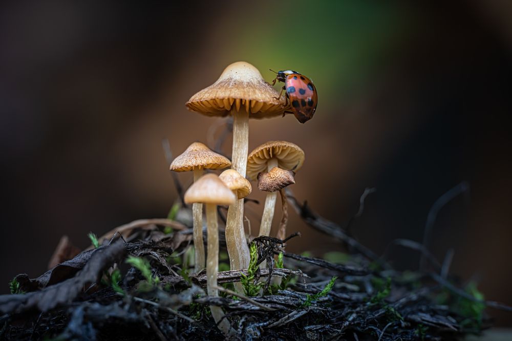 Photograph by Николай Фонарёв