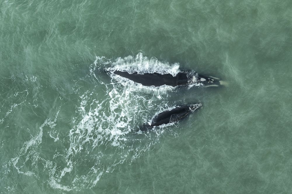 Фотография автора Csépe Róbert