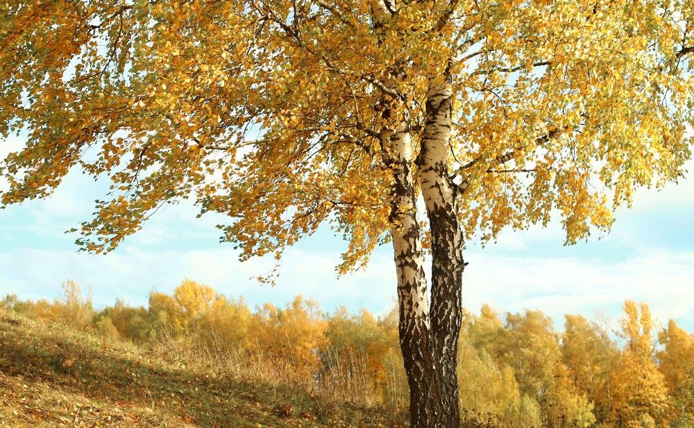 Photograph by Лада Денисова