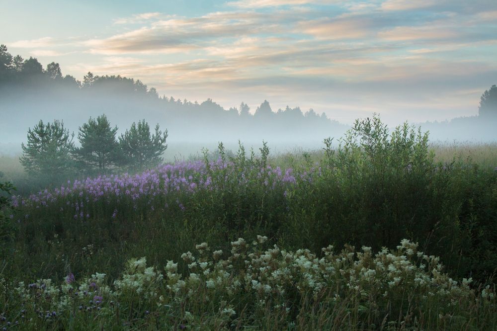 Магия белой ночи