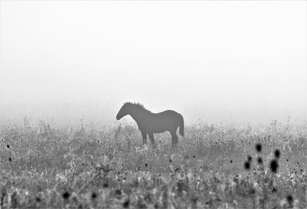 Photograph by Алексей Сиваков