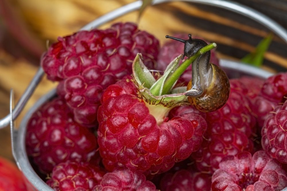 Тянем-потянем..