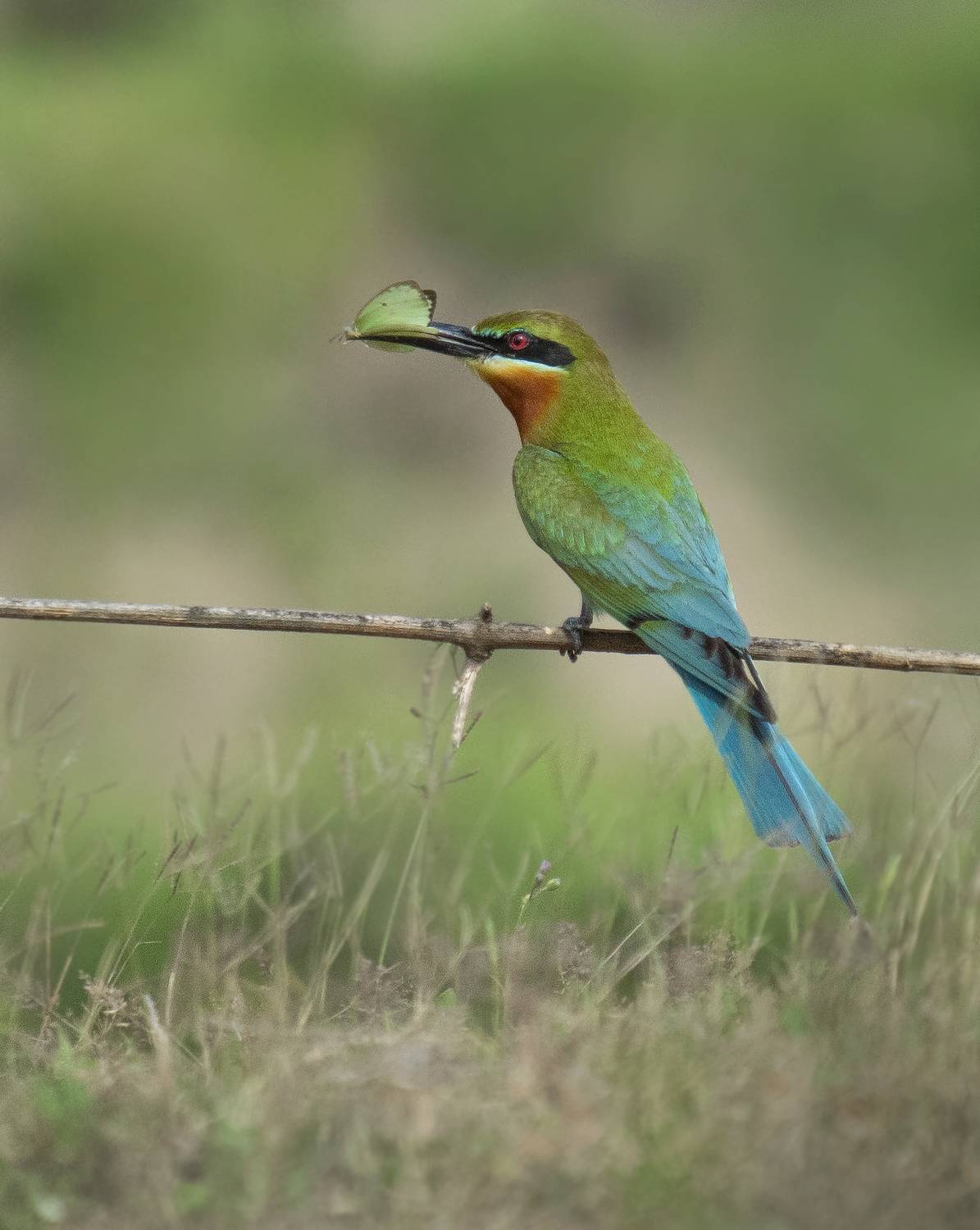 Bee Eater with Butterfly