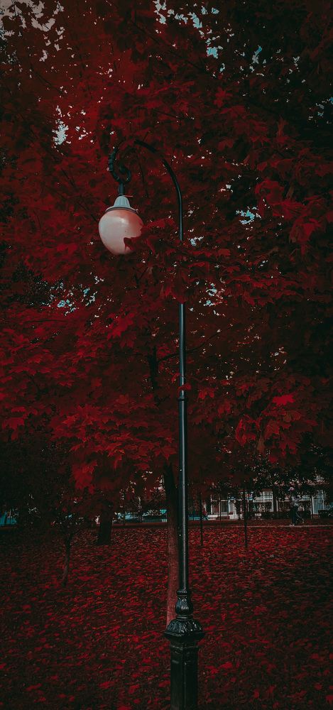 Photograph by Nakiato