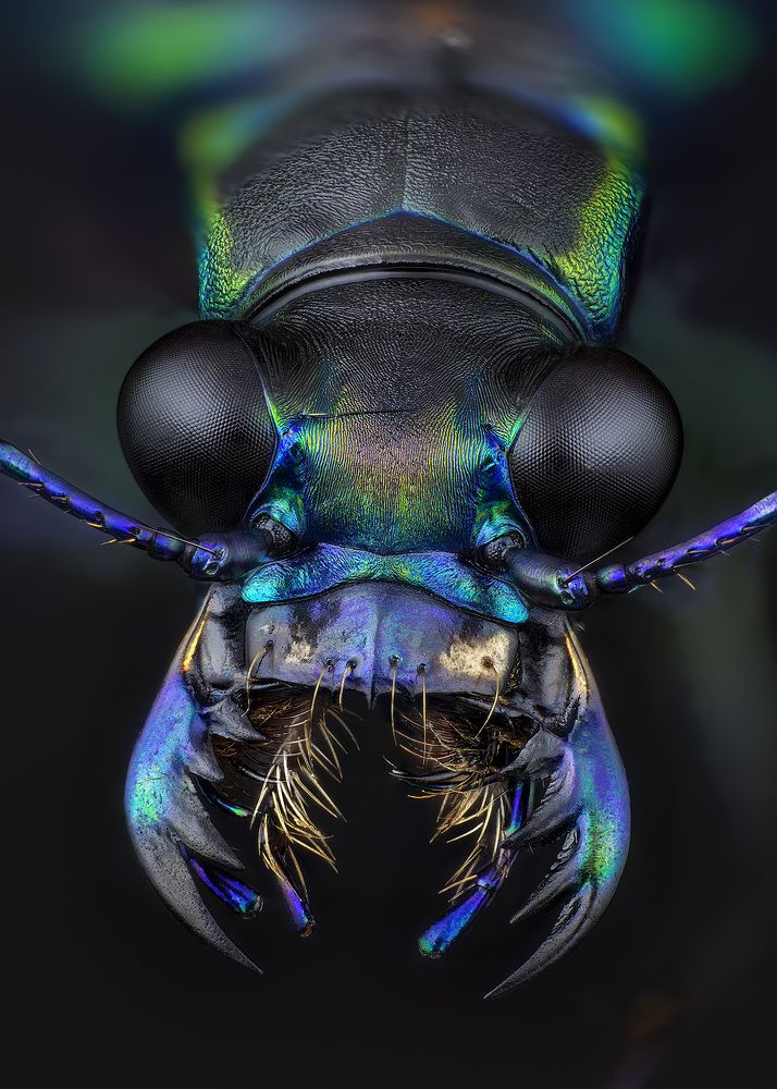 Cicindela aurulenta