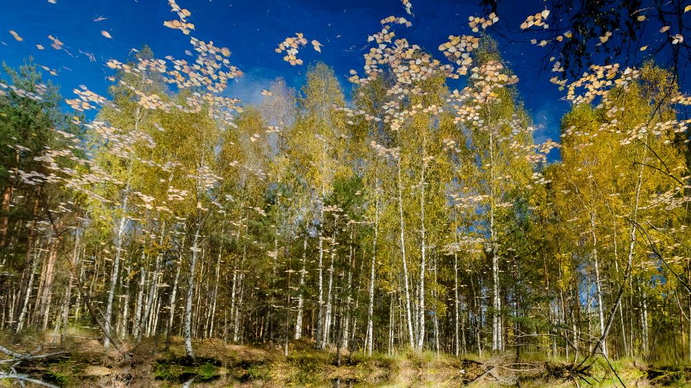 Фотография автора Юрий Морозов