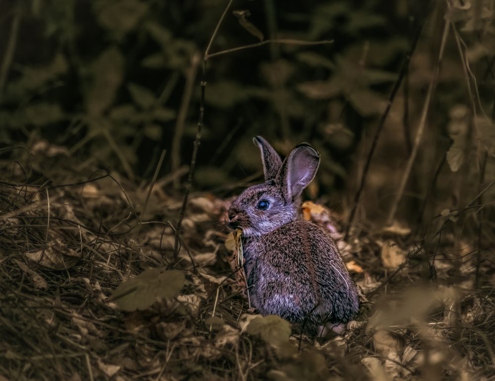 Photograph by Alexander Lukin