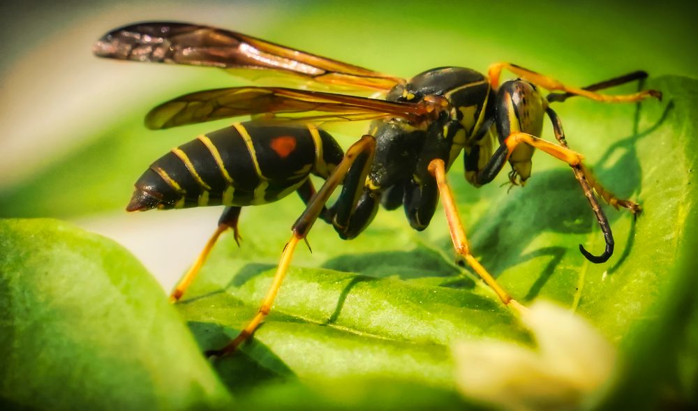 WASP on GREEN LEAF