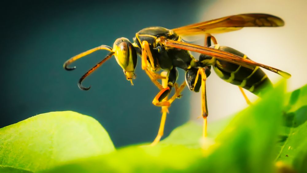 WASP on GREEN LEAF