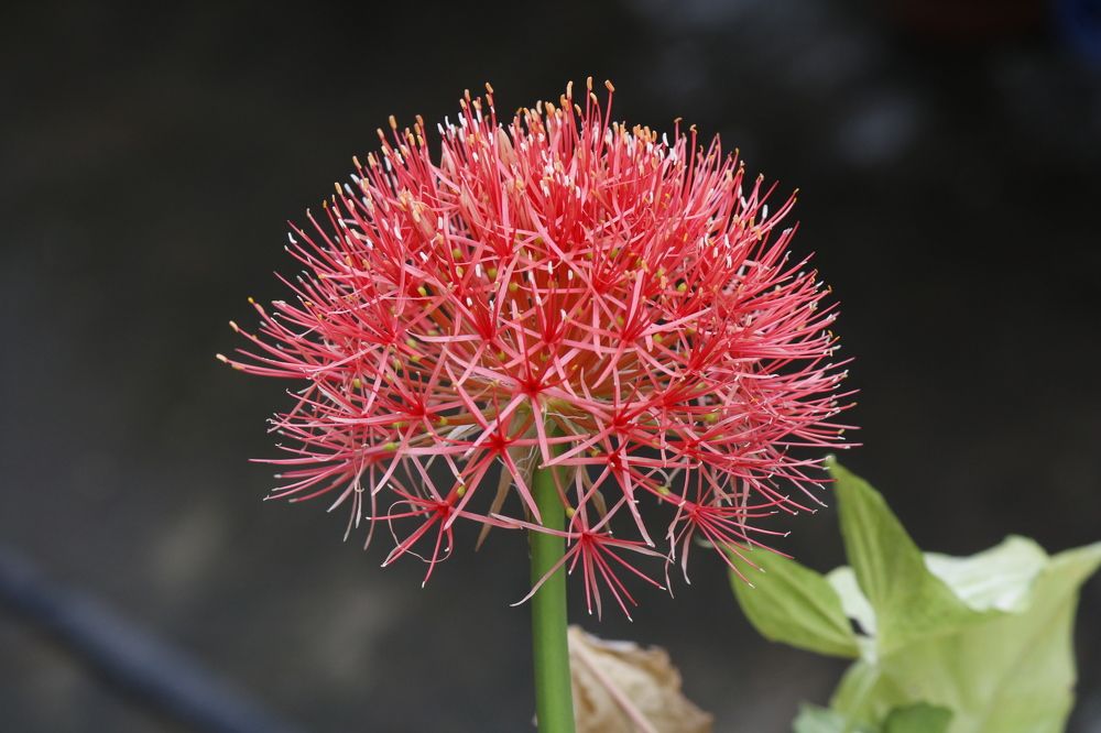 Photograph by Mostafa Shahriar