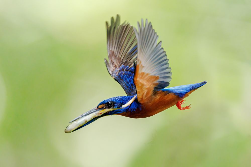 Фотография автора SRIRAM REDDY