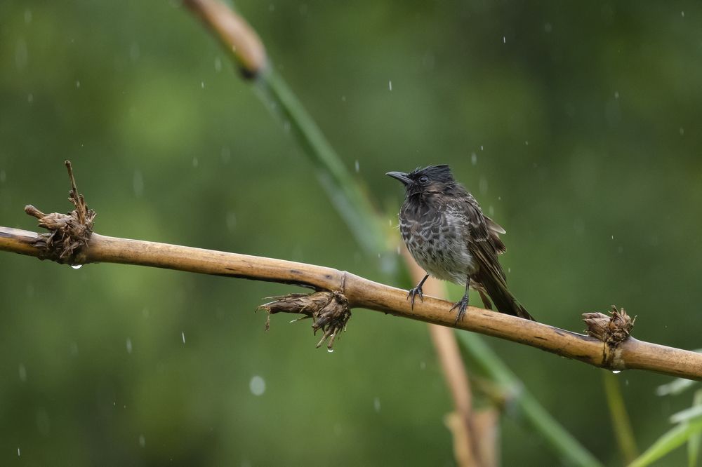 Photograph by Sameer Bhalekar