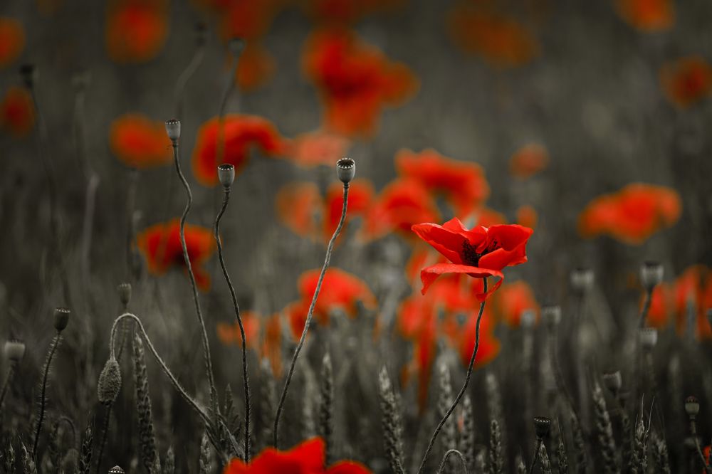 Photograph by Николай Фонарёв