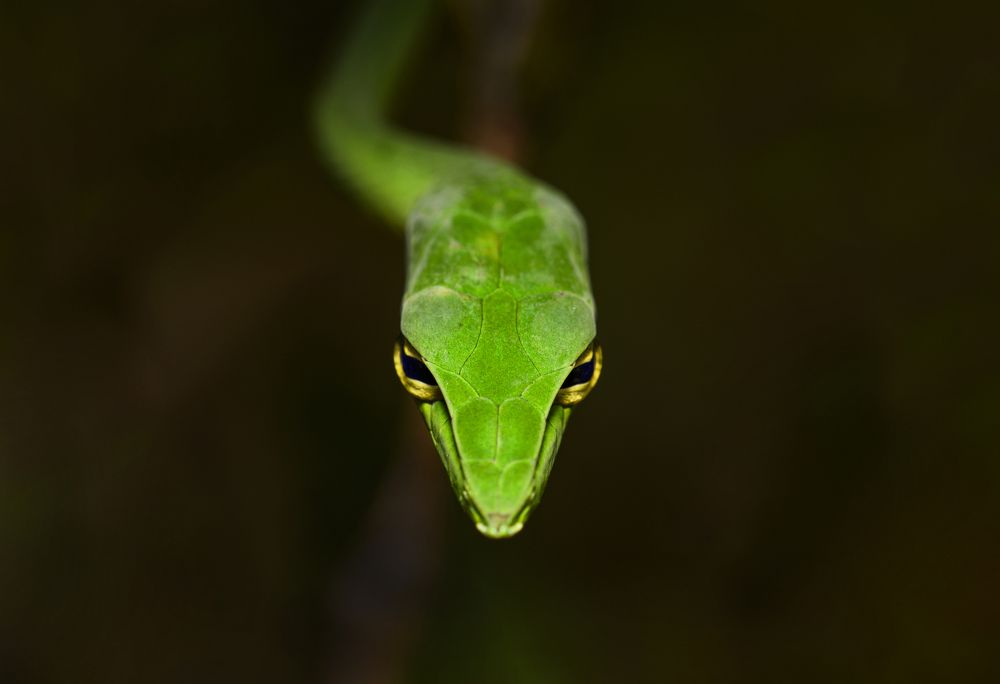 Photograph by Sooraj Rajan Sugandhamony