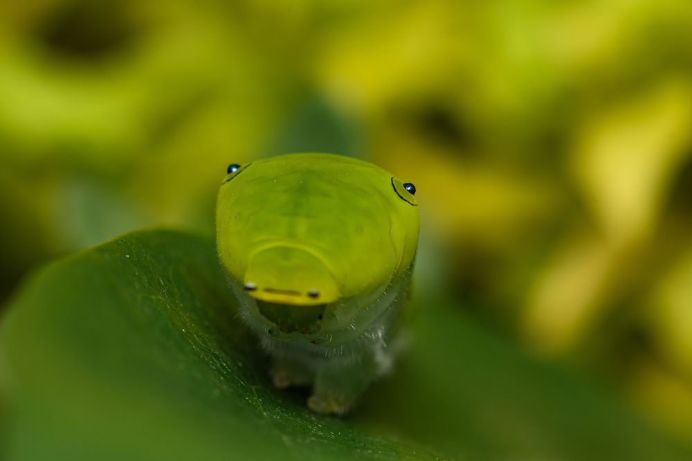 Photograph by Sooraj Rajan Sugandhamony