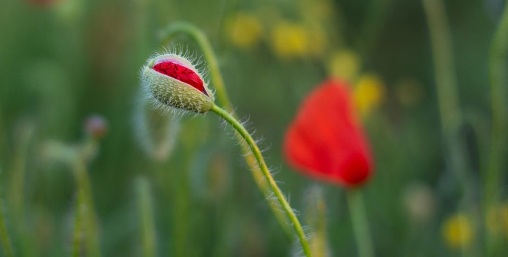 Photograph by Olha Lukanova