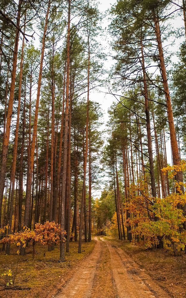 Фотография автора Алёна Подгорная