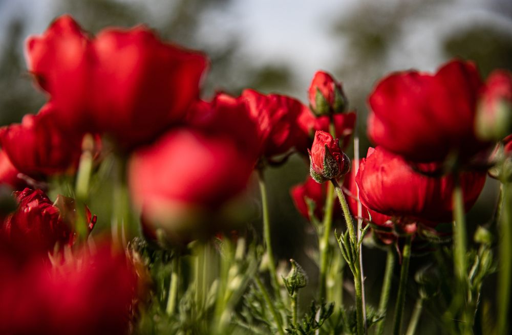 Photograph by marianna chechik