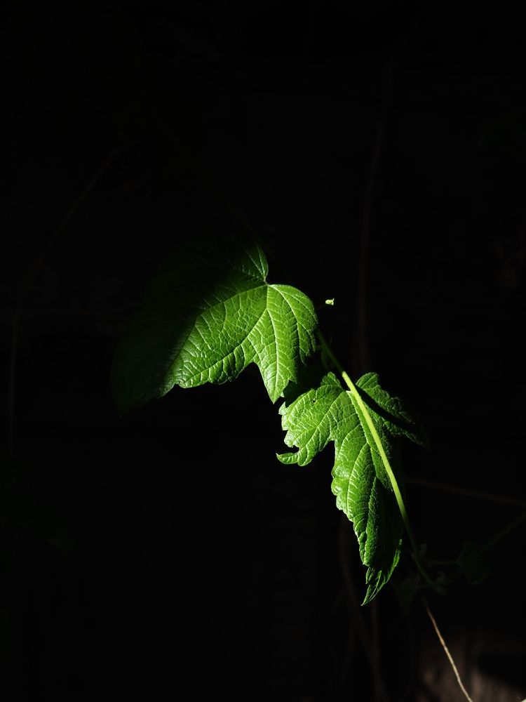 Photograph by Светлана Шибаршина