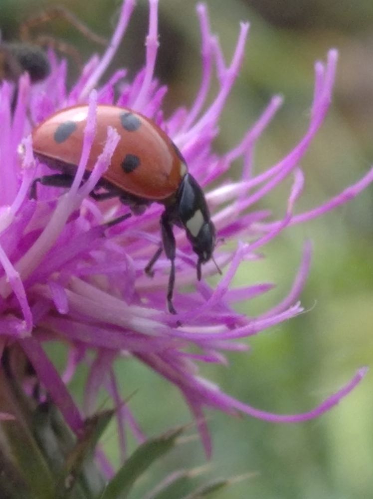 Photograph by Елена Коробченко