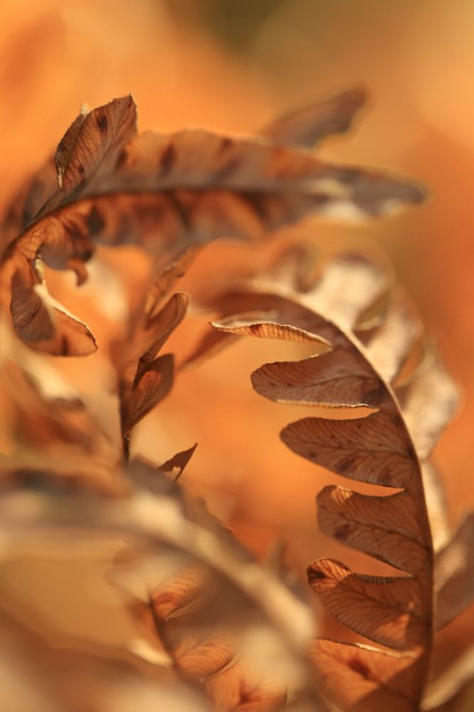 Photograph by Ольга Одаренко