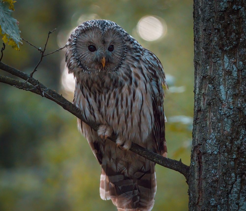 Ural owl watching for its prey