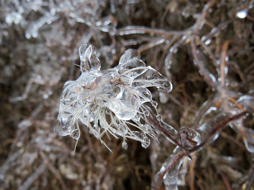 Frozen branch flower after freezing rain