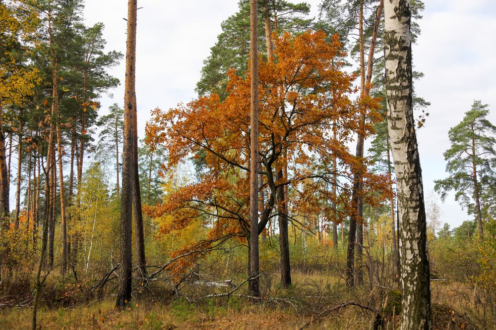 Photograph by Михаил Кинеев