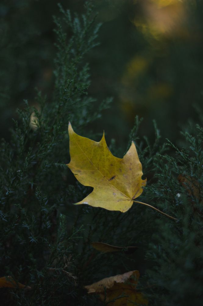 Фотография автора Аня