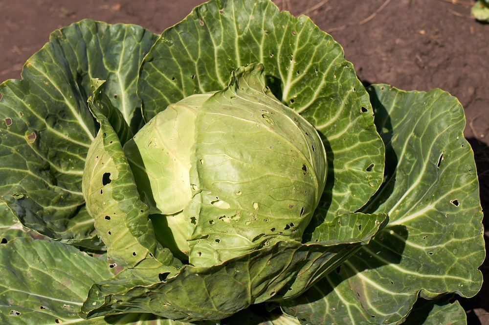 Photograph by Igor Kochkin