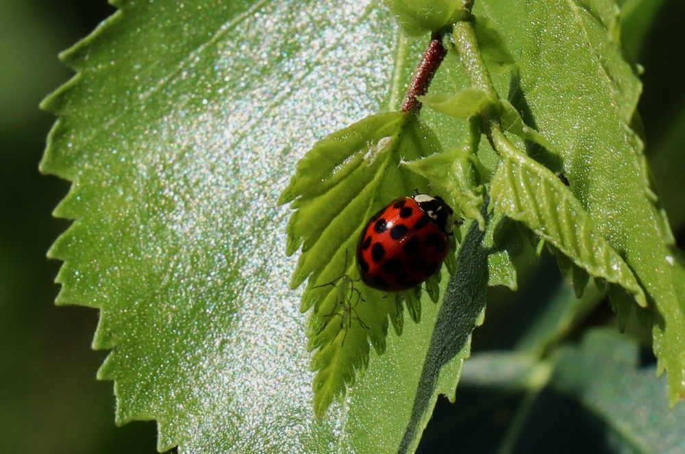 Photograph by Александра Безродная