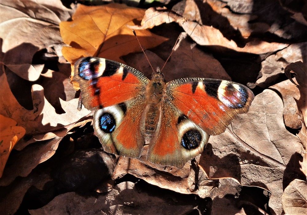 бабочка Дневной Павлиний Глаз, Aglais io