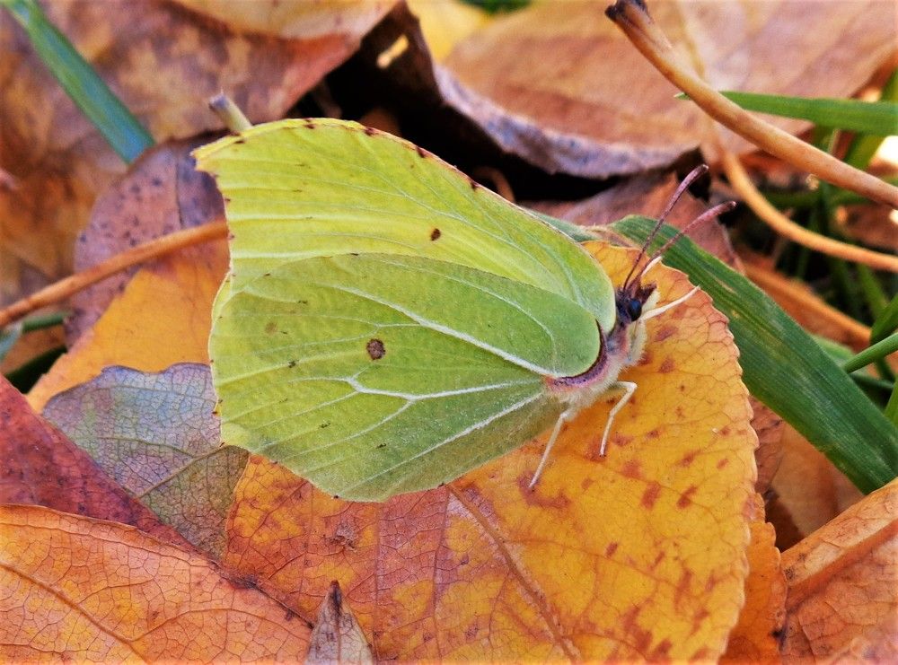 бабочка Крушинница, Gonepteryx rhamni
