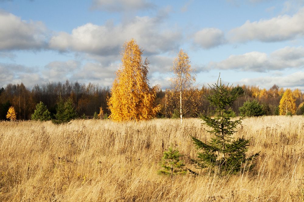 Во поле берёза...