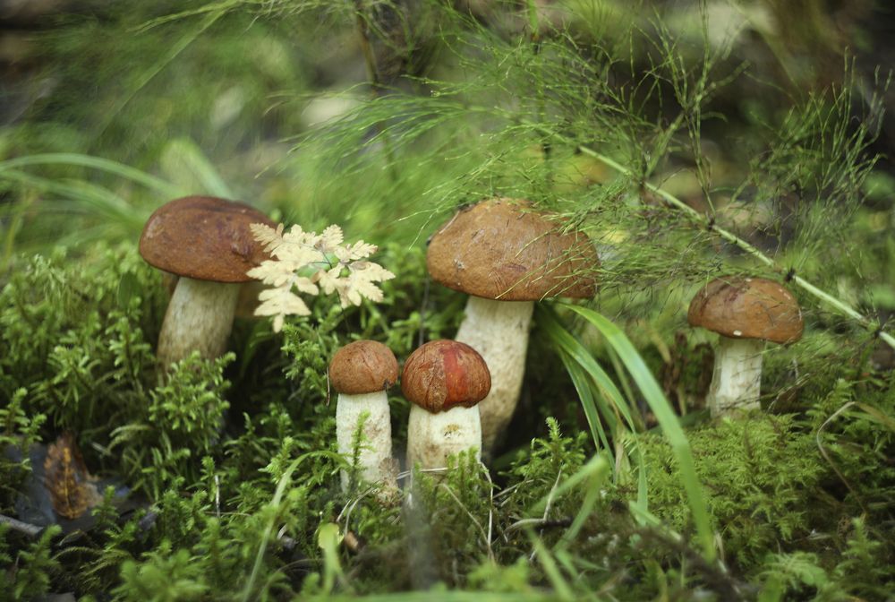 Photograph by Елена Брынько