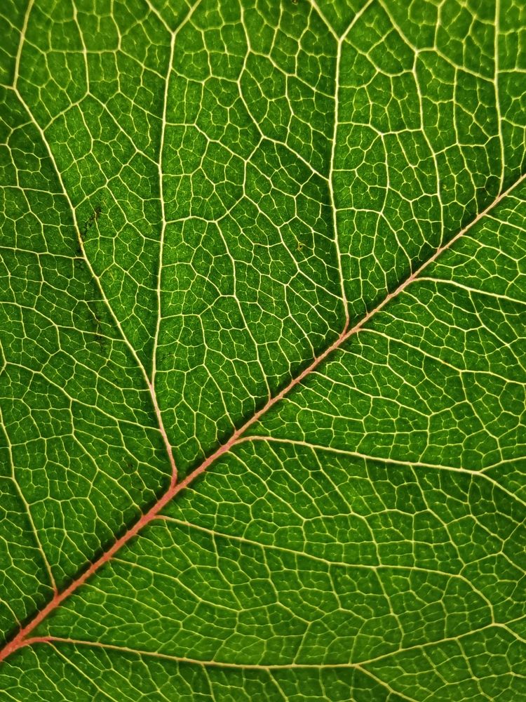 Photograph by Елена Мельник