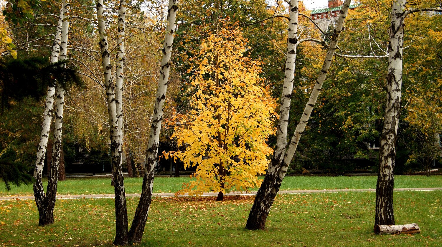 Photo #8162352