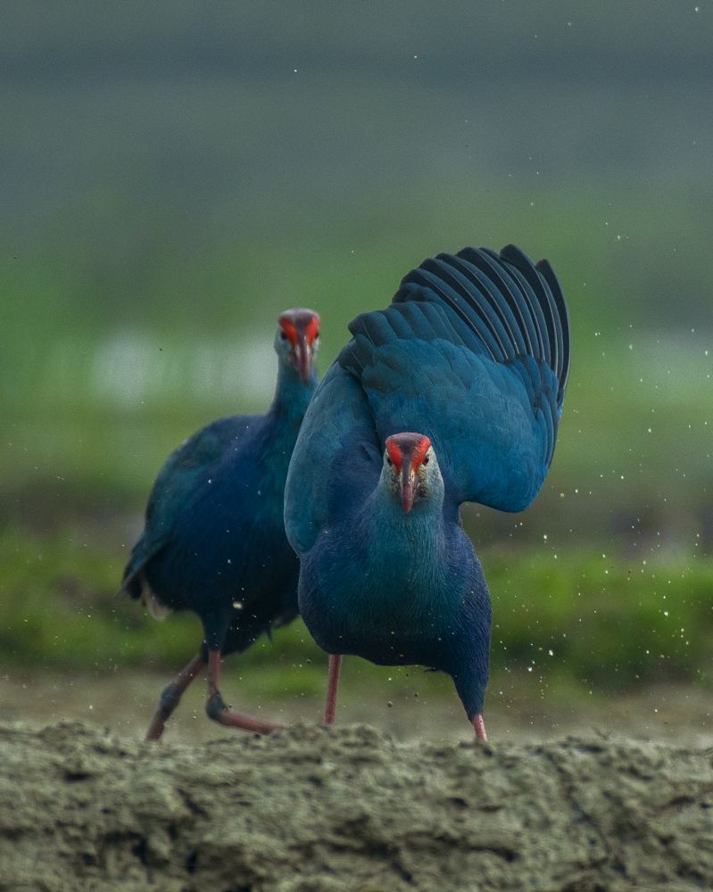 Photograph by Susanjit Saha